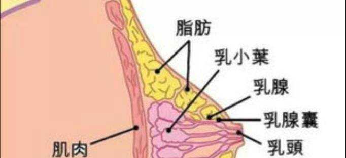 關於減肥你不得不知道的4件事