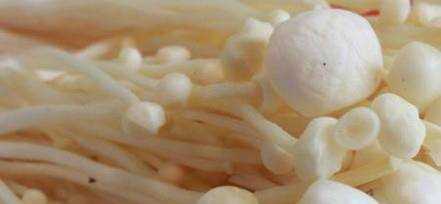 菌類營養價值高5種常見蘑菇的獨特功效