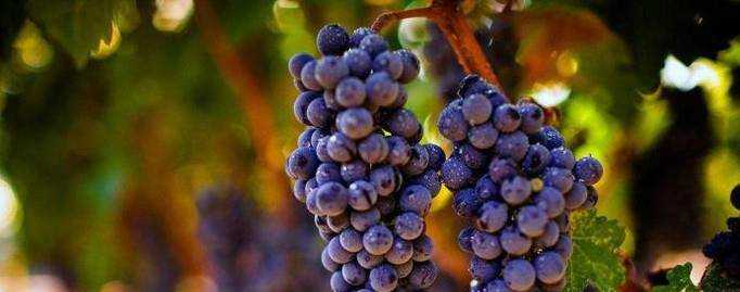 葡萄的作用功效營養價值