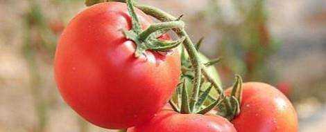 吃西紅柿減肥的方法