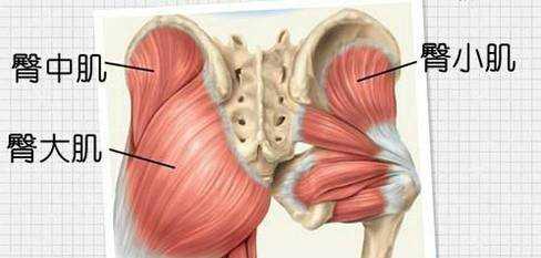 臀大肌訓練方法及注意事項
