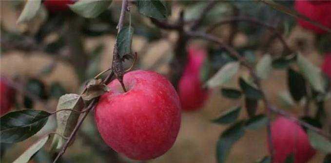 紅富士蘋果苗新品種有哪些