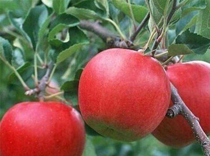 紅富士蘋果苗新品種有哪些