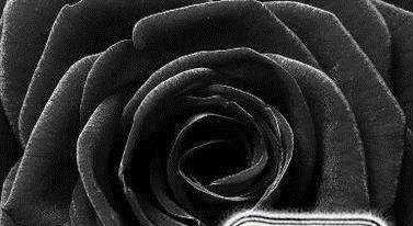 黑玫瑰花語是什麼