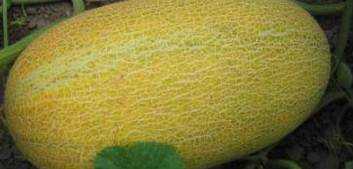 哈密瓜的品種有