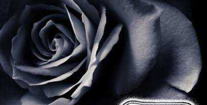 黑玫瑰花語是什麼