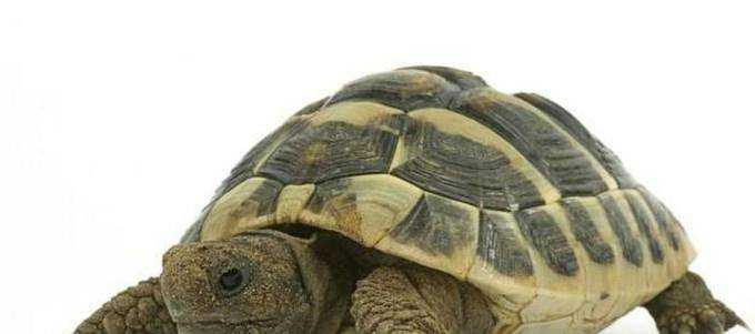 烏龜吃什麼長得快