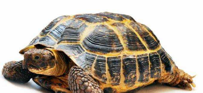 烏龜吃什麼長得快