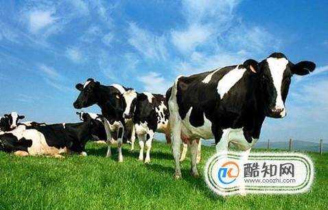購買進口牛奶安全嗎哪個國家的質量更好