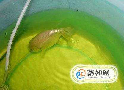 金魚炸鱗怎麼治