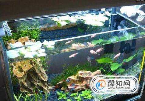 魚缸溫度高怎麼辦