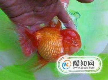 金魚炸鱗怎麼治