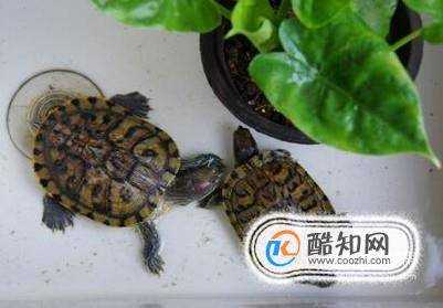 巴西龜的飼養方法
