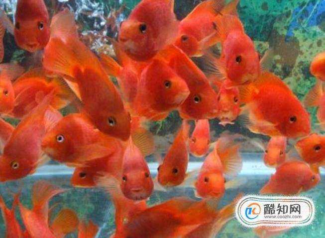 紅鸚鵡魚怎麼養