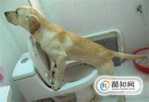怎麼讓狗狗固定去廁所尿尿