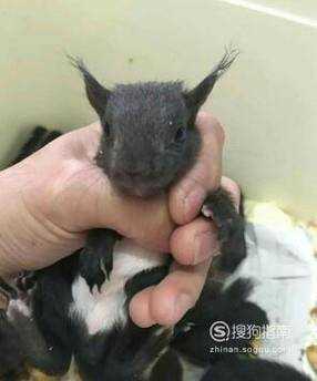 魔王松鼠簡單好養的寵物