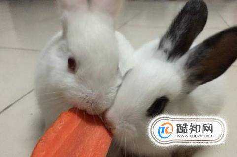 兔子怎麼養怎麼養兔子