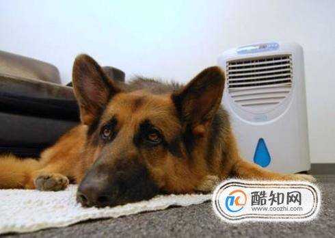 夏天狗狗的避暑養護方法有哪些