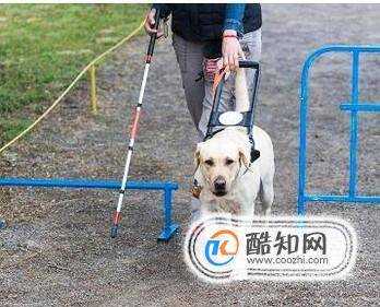 導盲犬為什麼不能摸