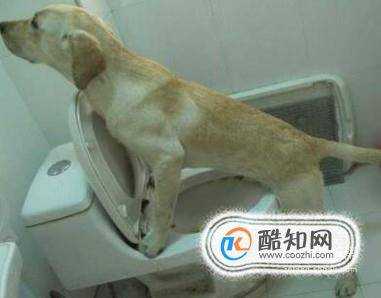 如何讓狗狗學會去廁所大小便