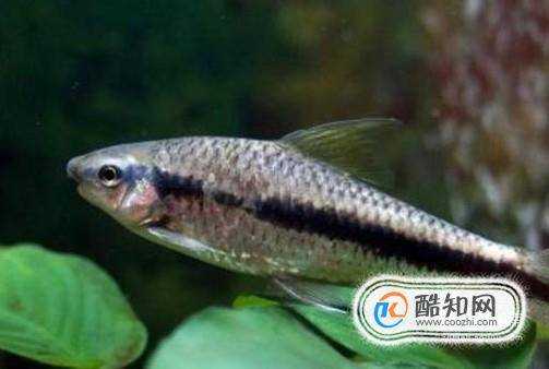 哪些魚能清潔魚缸