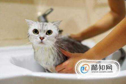 多大的貓咪可以洗澡