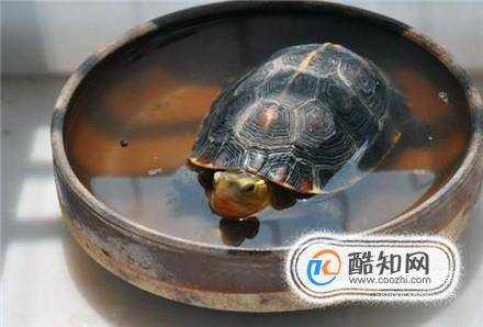 長壽龜的飼養方法