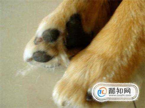 狗狗腳受傷的正確處理方法