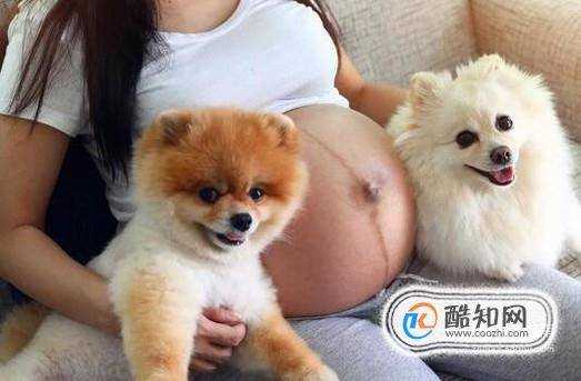 孕婦養狗要注意什麼孕婦養狗注意哪些事項