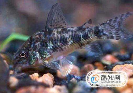 哪些魚能清潔魚缸