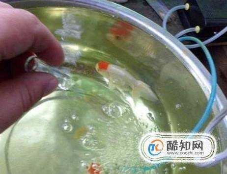 金魚炸鱗怎麼治