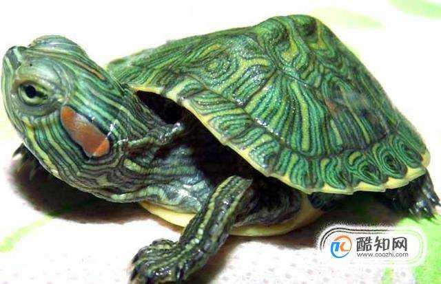 教你如何挑選巴西龜