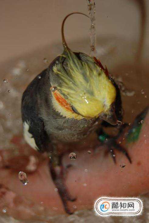 如何給鸚鵡洗澡有哪些需要注意的地方