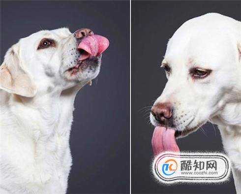 小動物的避暑方法