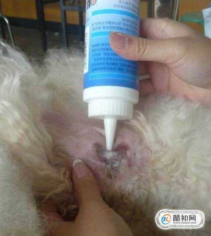 狗耳朵發炎的症狀狗狗耳朵化膿阿莫西林