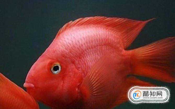 紅鸚鵡魚怎麼養