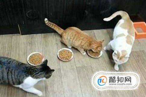 不同階段的貓咪如何餵養