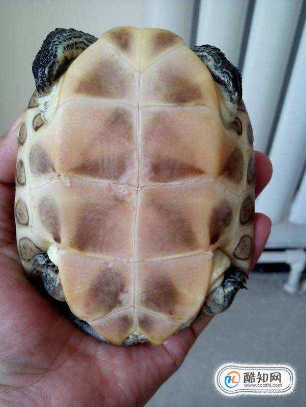 我的巴西龜是不是得了腐甲病