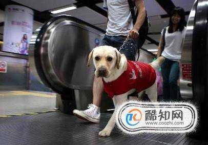 導盲犬為什麼不能摸