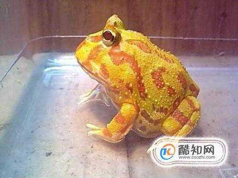 角蛙冬天怎麼養