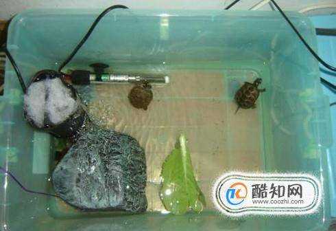 小烏龜怎麼老睡覺