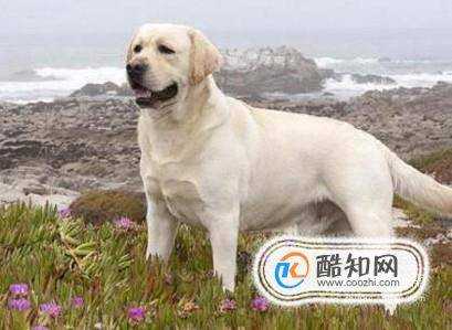 怎樣辨認拉布拉多犬品質的好壞