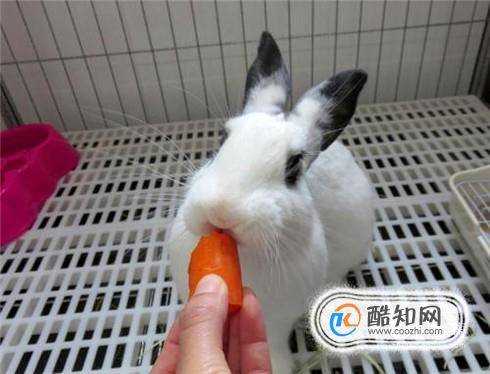 兔子怎麼養它會和你熟