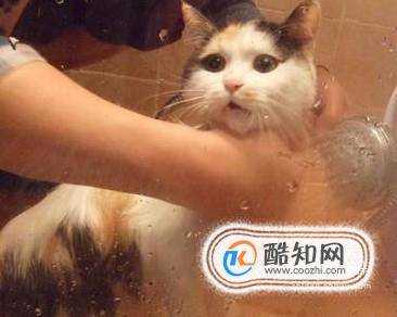 多大的貓咪可以洗澡