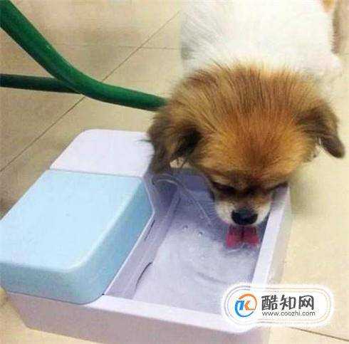 2個月狗狗感冒怎麼辦2個月狗狗感冒能自愈嗎