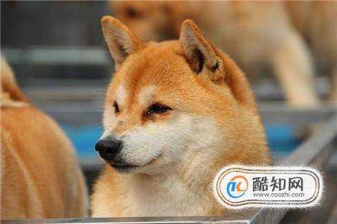 柴犬幼犬怎麼看品相