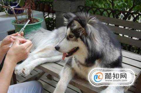 狗狗得了犬瘟狗瘟怎麼辦