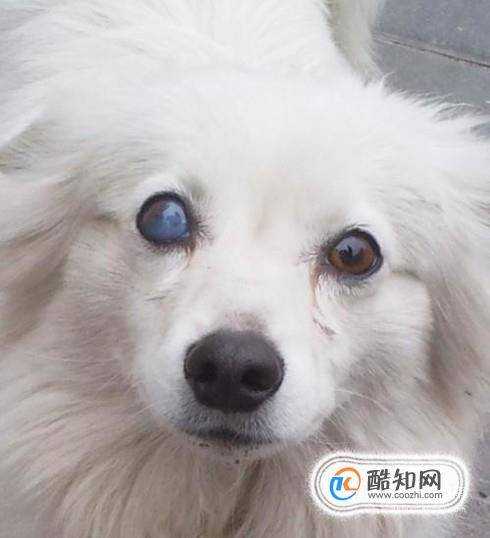 狗狗眼睛變白色了是怎麼回事