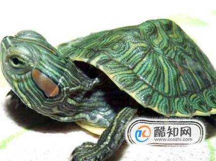 巴西龜的飼養方法