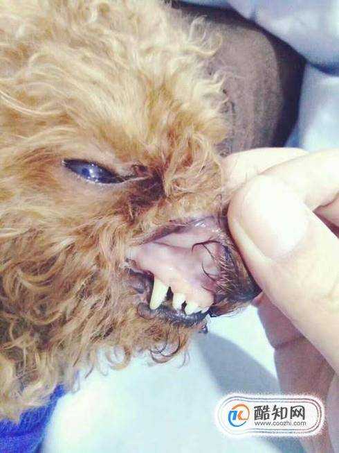 狗長雙排牙怎麼辦狗長雙排牙的解決方法